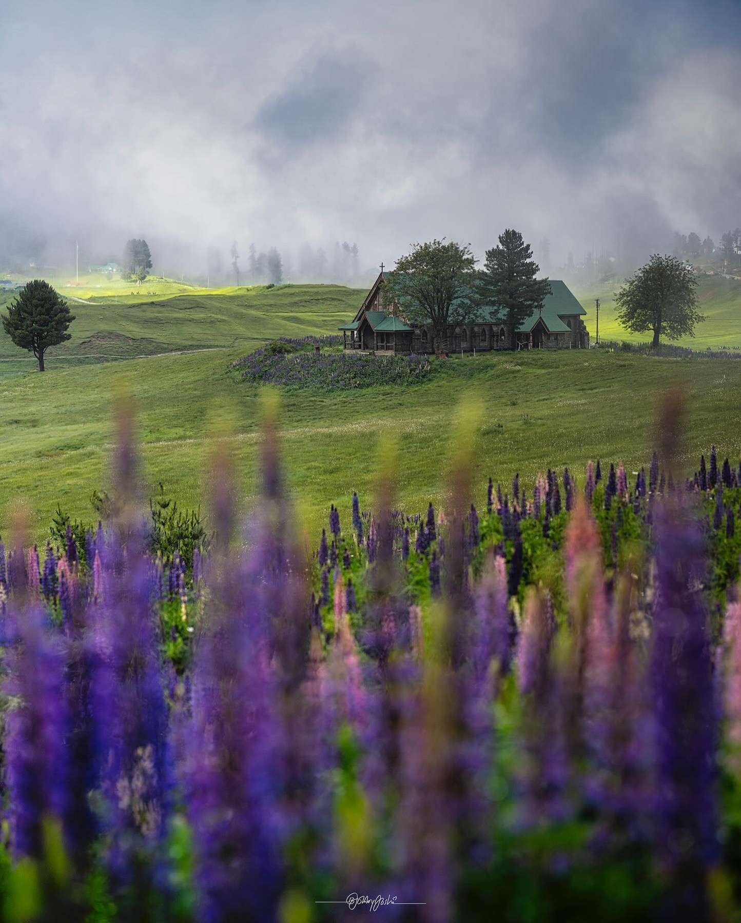 Lupins and mist in Kashmir for the GoodShotz photography tour
