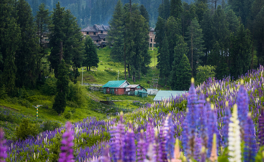 kashmir summer by Surbhi Kaushik