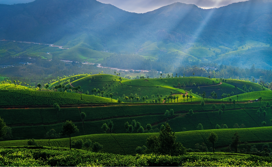 Munnar by Surbhi Kaushik new_edited.png